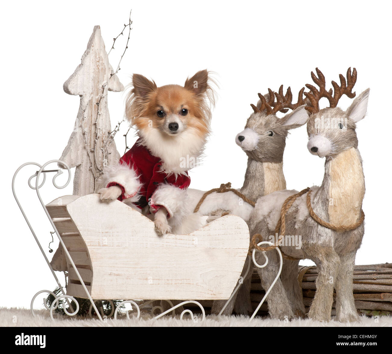 Chihuahua, Schlittenfahrten 5 Jahre alt, an Weihnachten vor weißem Hintergrund Stockfoto