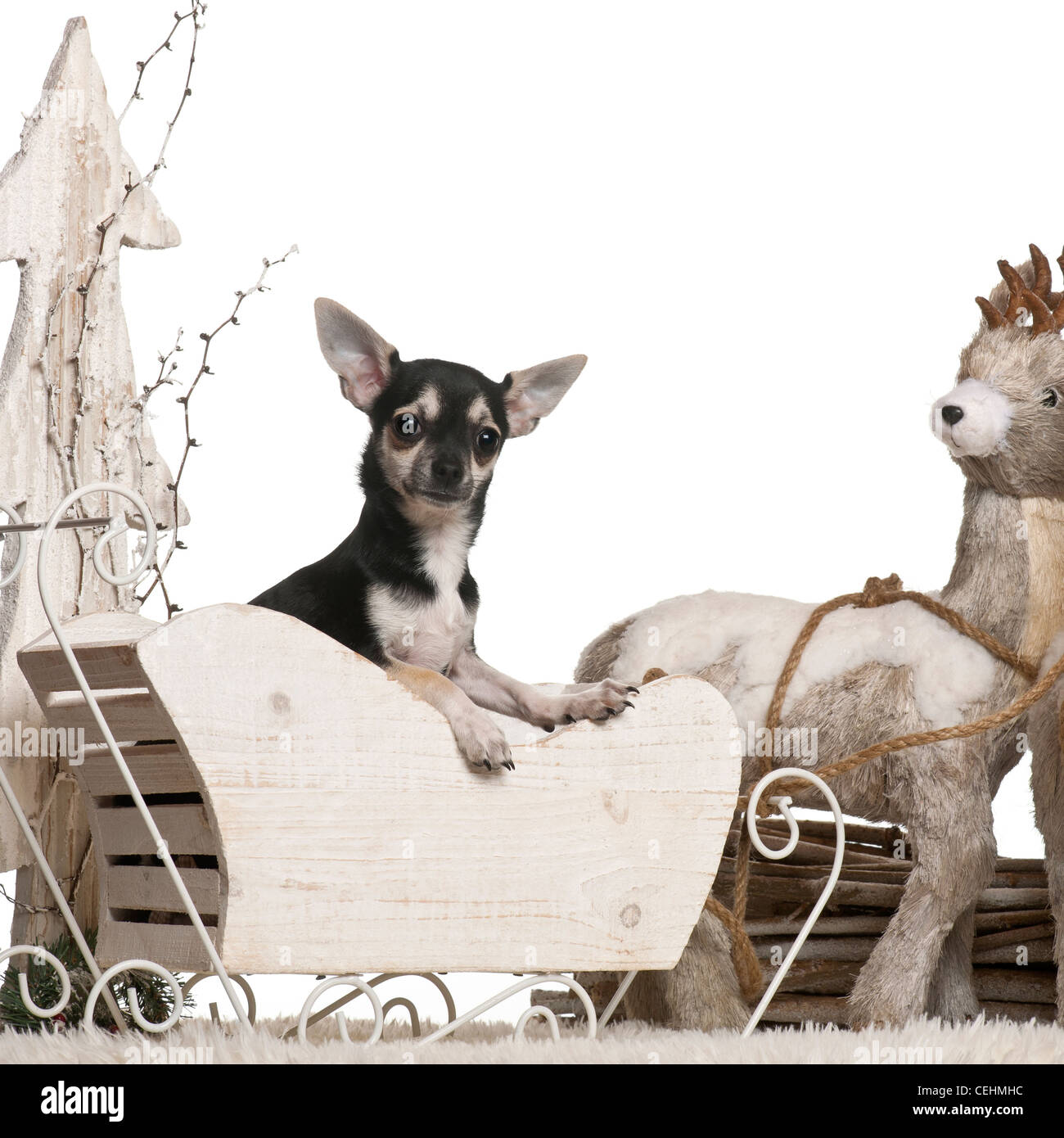 Chihuahua, Schlittenfahrten 2 Jahre alt, an Weihnachten vor weißem Hintergrund Stockfoto