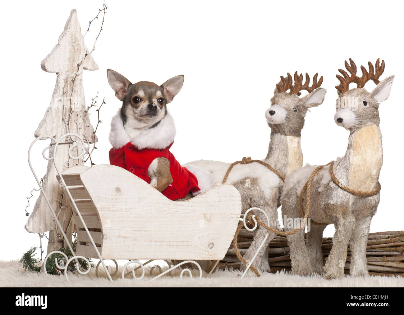 Chihuahua, Schlittenfahrten 3 Jahre alt, an Weihnachten vor weißem Hintergrund Stockfoto