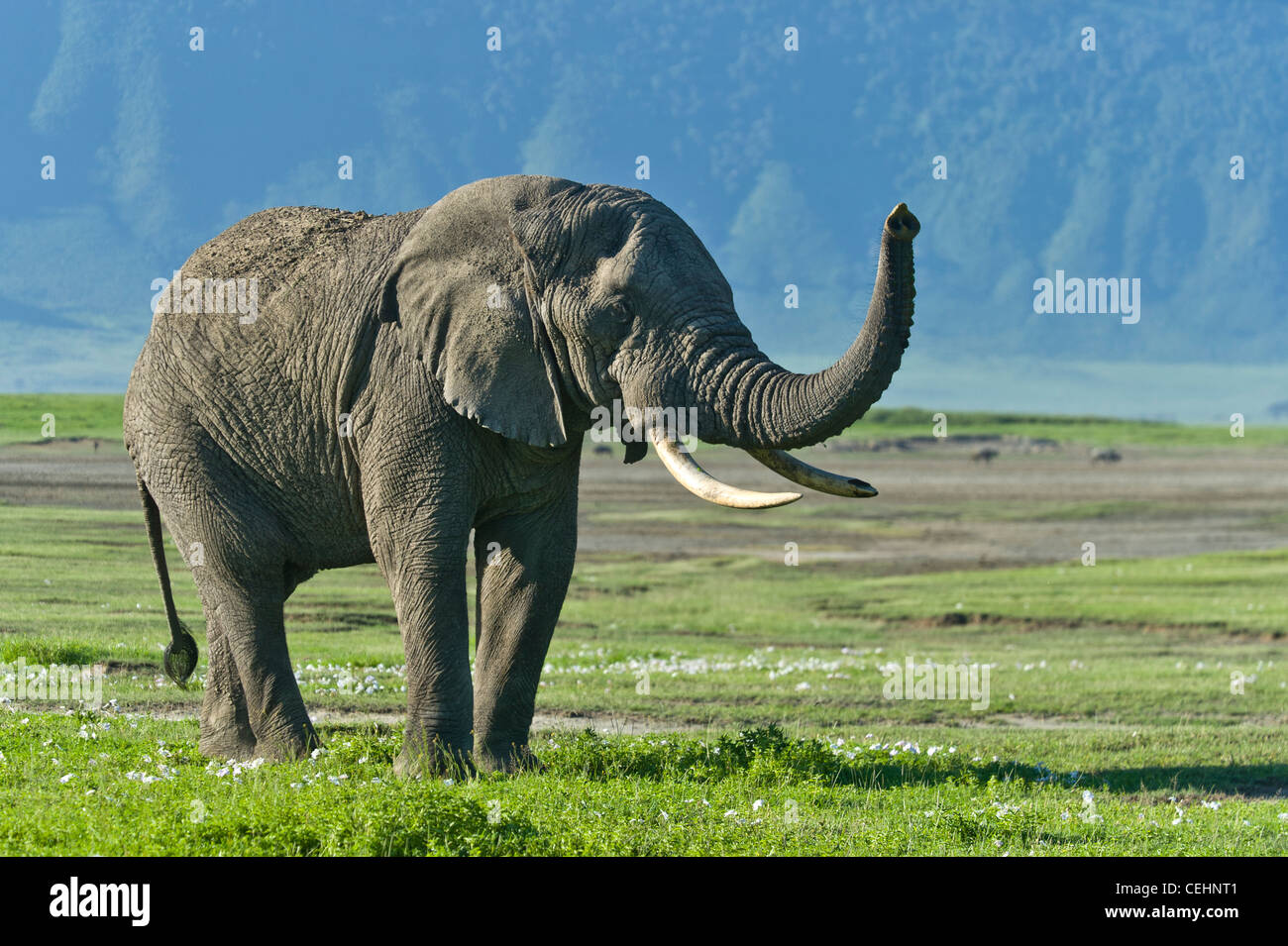 Afrikanischer Elefant Loxodonta Africana Anhebung der Stamm in Ngorongoro Krater Tansania Stockfoto