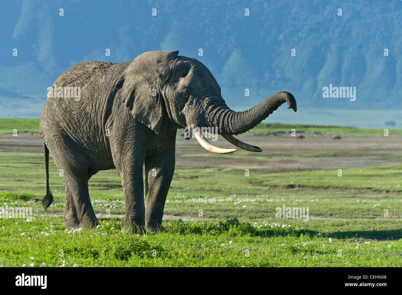 Afrikanischer Elefant Loxodonta Africana Anhebung der Stamm in Ngorongoro Krater Tansania Stockfoto