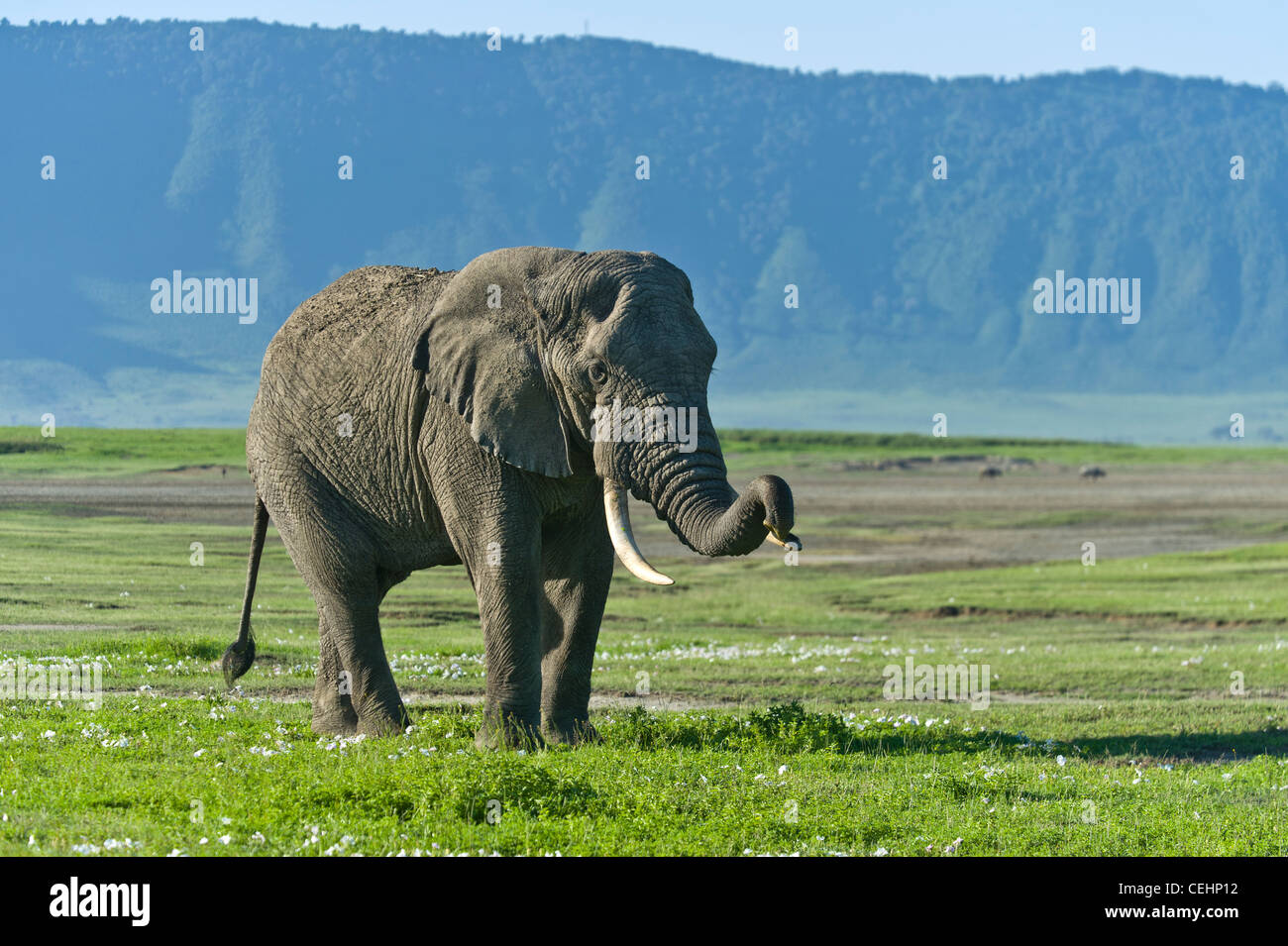 Afrikanischer Elefant Loxodonta Africana ruht sein Stamm auf einen Stoßzahn in Ngorongoro Krater Tansania Stockfoto