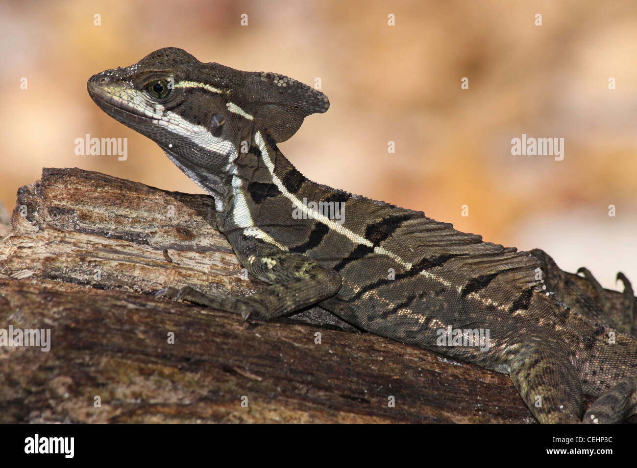 Basilisk alias Brown Basilisk Basiliscus Basiliscus Stockfoto