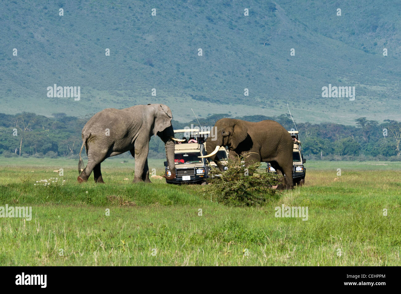 Touristen auf Safari beobachten zwei Elefanten (Loxodonta Africana) Maßnahme der jeweils anderen Ngorongoro Krater Tansania Stockfoto