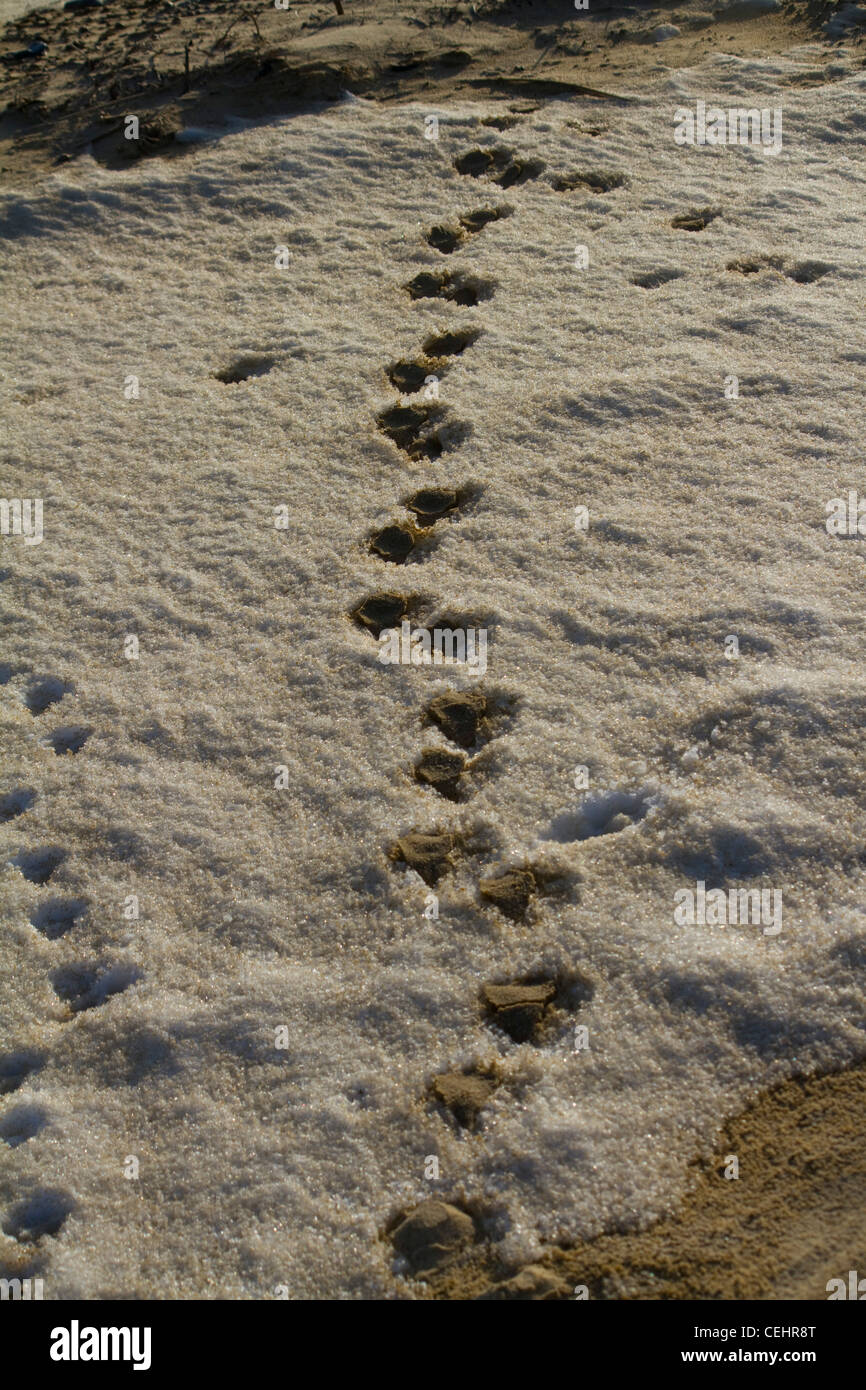 Gefrorene Pawprints sind über den verschneiten Sand am Strand von Benacre in Suffolk, England angehoben. Stockfoto