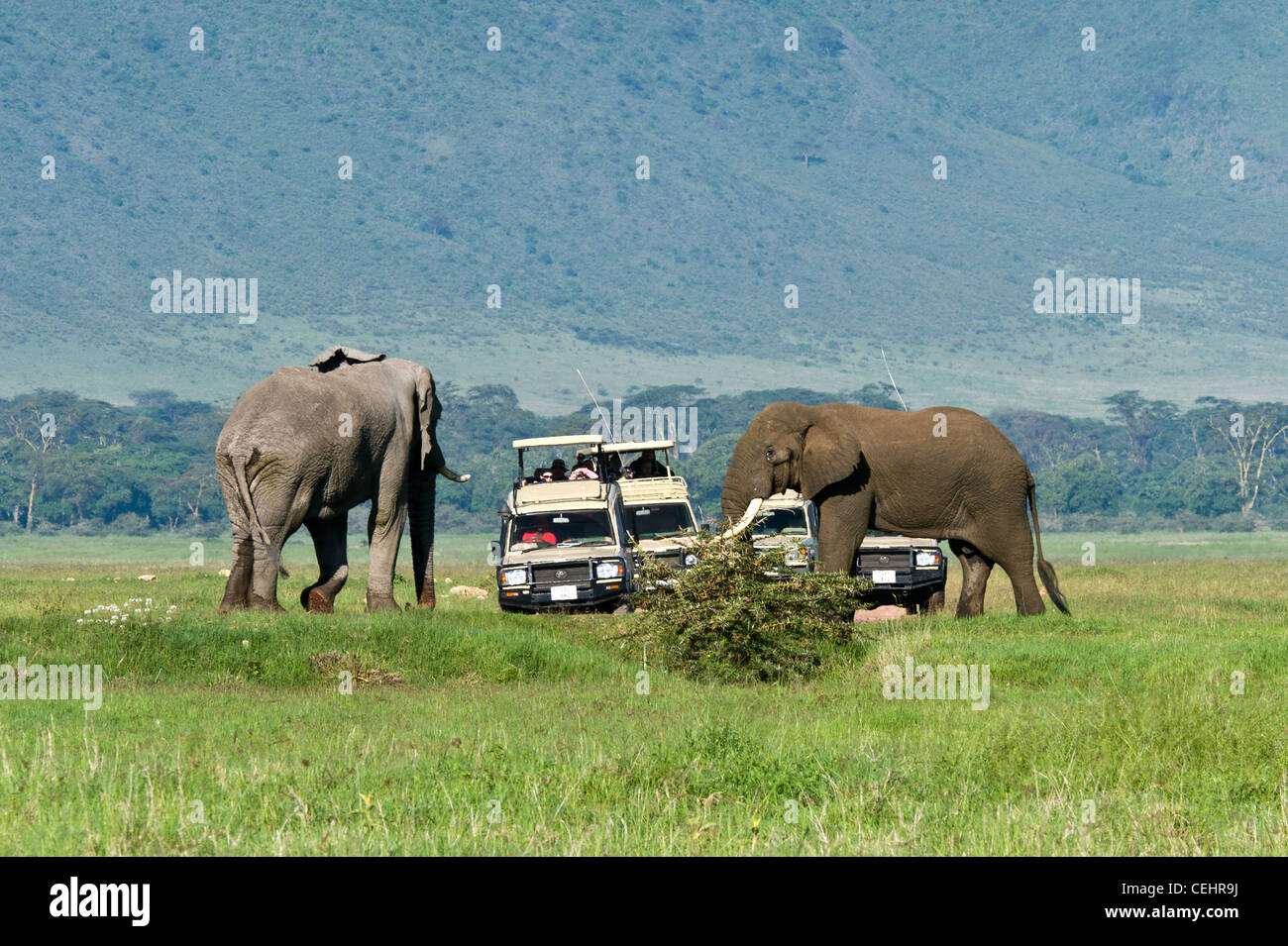 Touristen auf Safari beobachten zwei Elefanten (Loxodonta Africana) Maßnahme der jeweils anderen Ngorongoro Krater Tansania Stockfoto