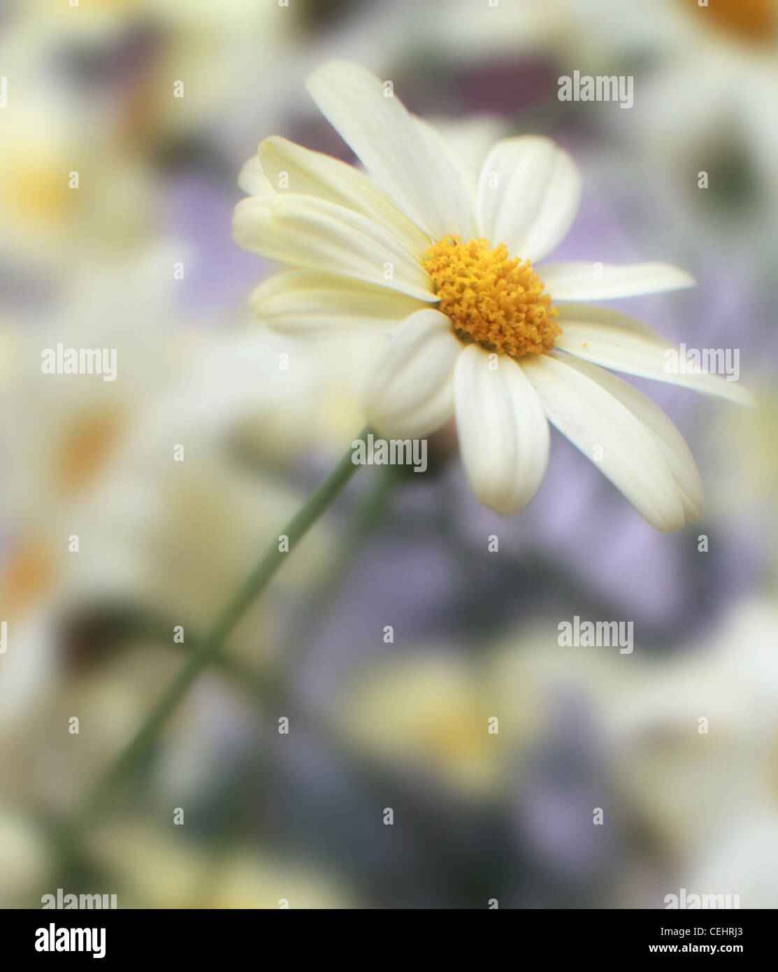 Sommer Englisch Daisy Marguerite Blume weiß und gelb auf verträumte der Hintergrund jedoch unscharf Stockfoto