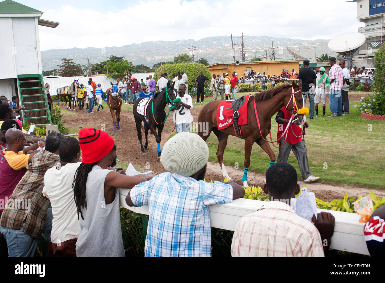 Börsenspekulanten Inspektion Pferde Form im Fahrerlager vor dem Rennen im Caymanas Park Racing Track, Kingston, Jamaika. Stockfoto