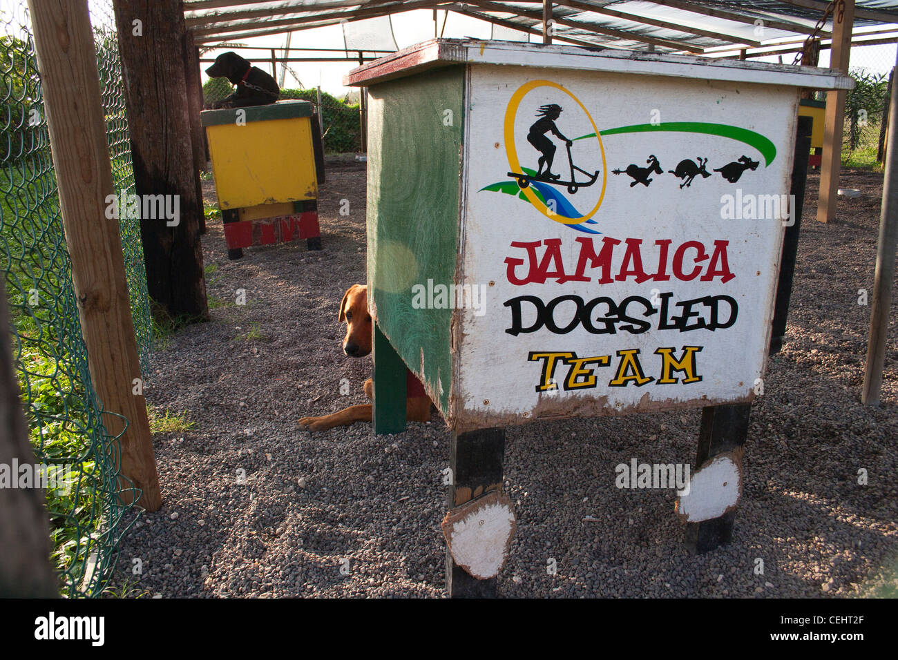 Jamaikanische Hundeschlitten Team Zwinger, Jamaika Stockfoto