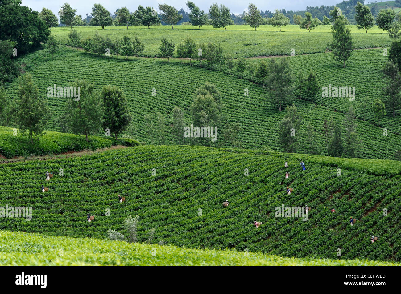 Afrika Kenia Tigoni Tee Ernten bei Fairtrade-Tee-Garten in den Bergen, Frau zupft Teeblätter von hand Stockfoto