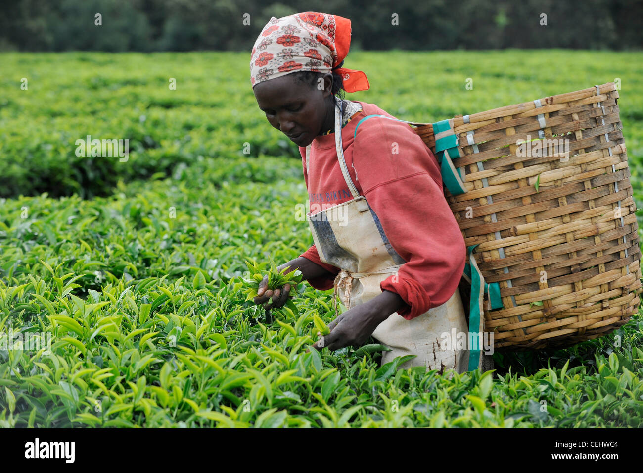 Afrika Kenia Tigoni Tee Ernten bei Fairtrade-Tee-Garten in den Bergen, Frau zupft Teeblätter von hand Stockfoto