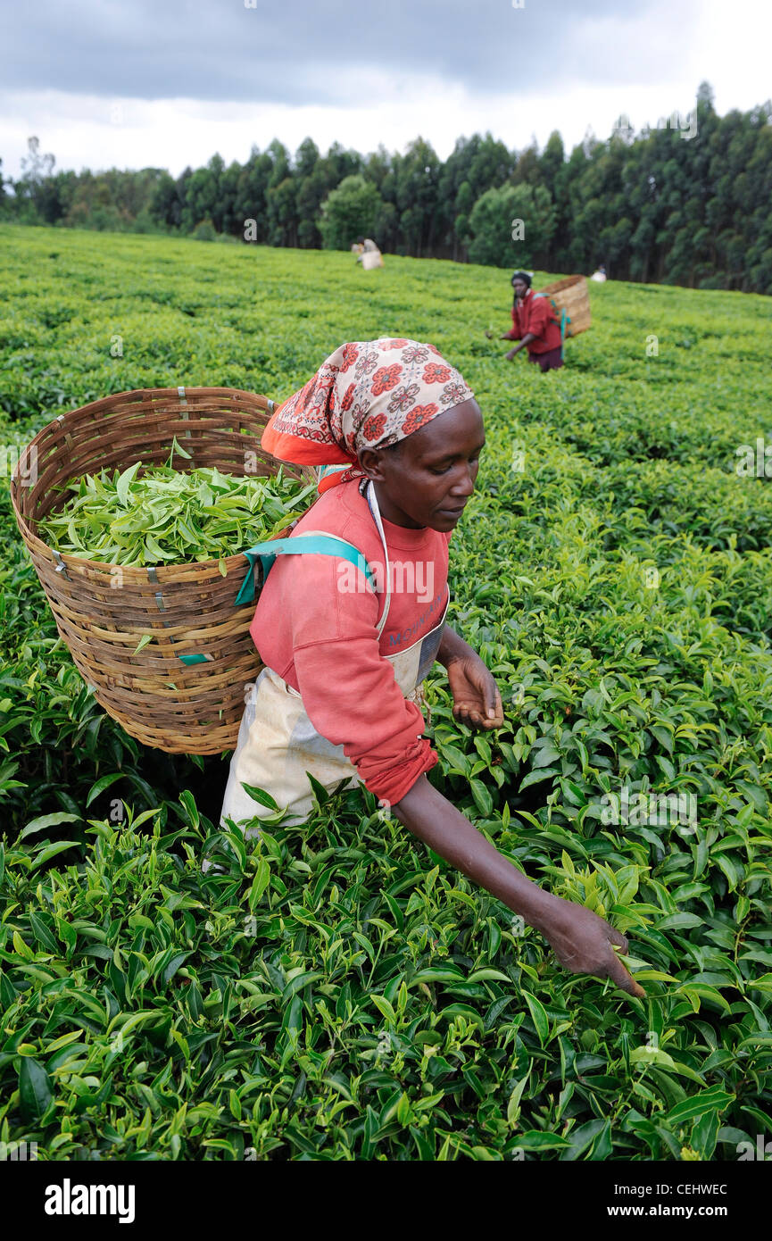 Afrika Kenia Tigoni Tee Ernten bei Fairtrade-Tee-Garten in den Bergen, Frau  zupft Teeblätter von hand Stockfotografie - Alamy