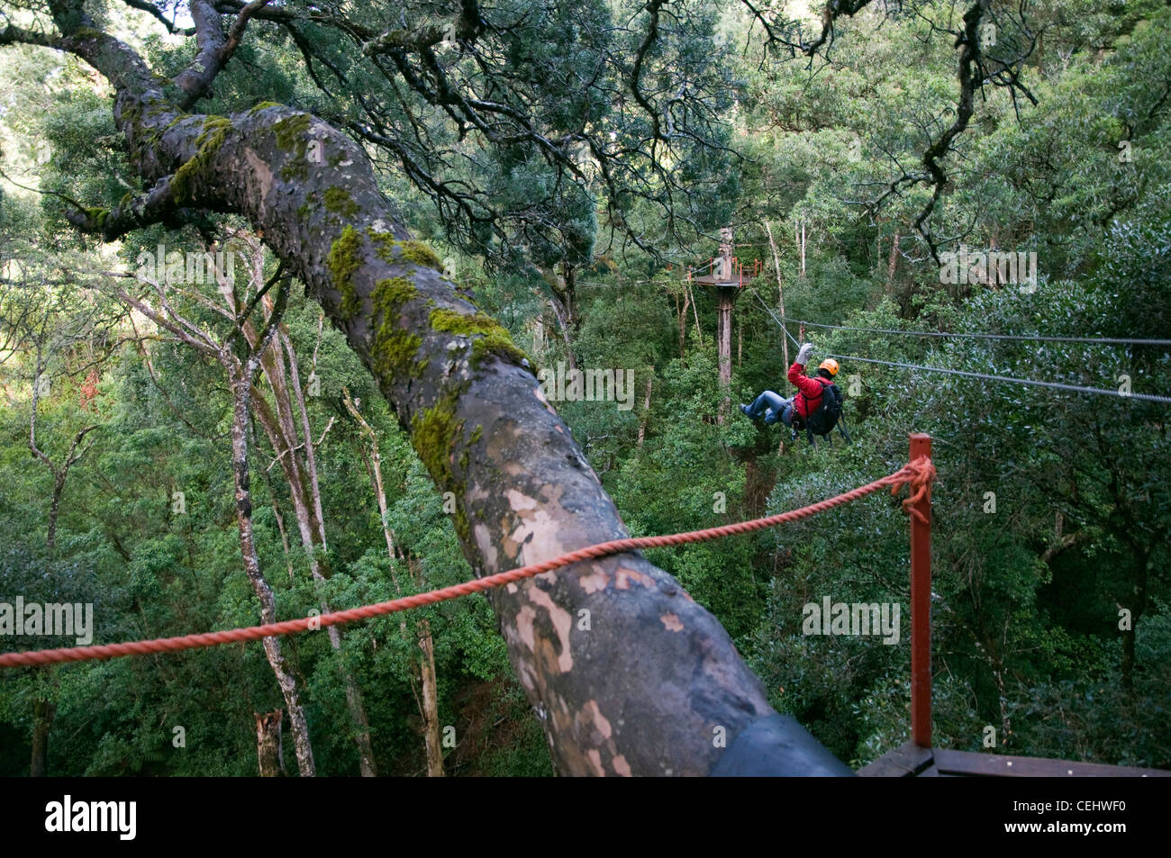 Baldachin-Baum Top-Touren, Tsitsikamma Wald, Garden Route, Provinz Westkap Stockfoto