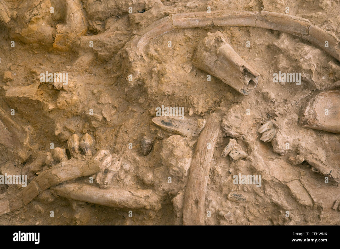 Fossilien im West Coast Fossil Park, Paternoster, Provinz Westkap Stockfoto