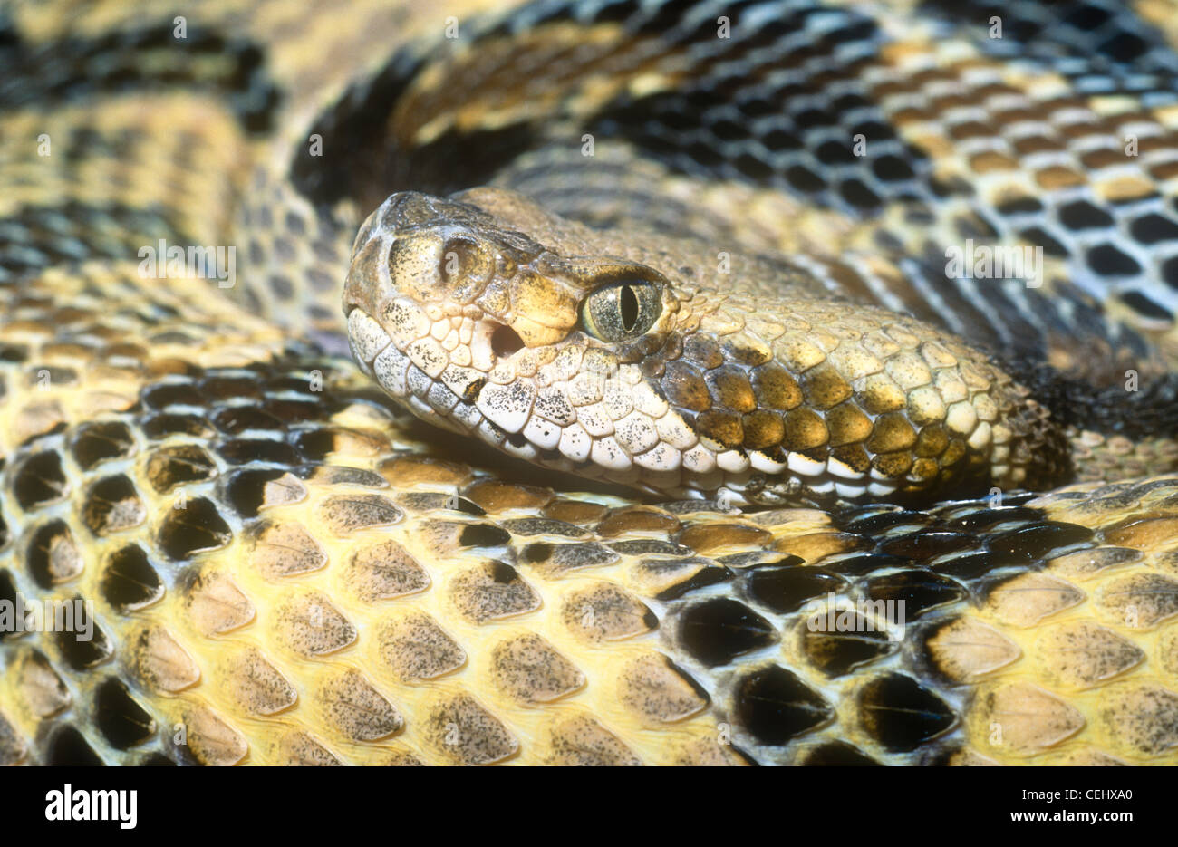 Canebrake Klapperschlange, Crotalus Horridus Atricaudatus, aus den östlichen USA, zeigt die Hitze-Gruben. Stockfoto