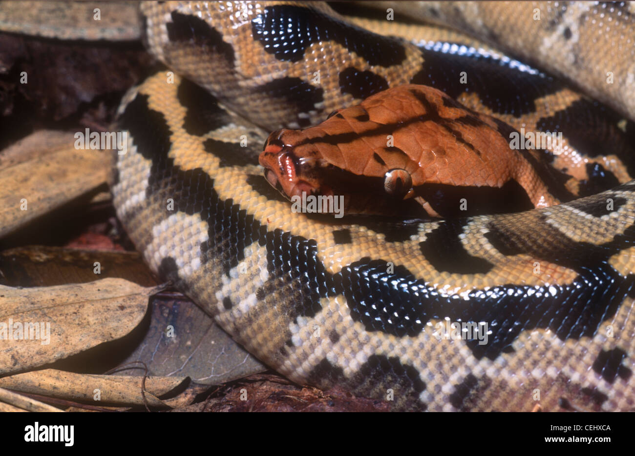 Borneo Blutpython, Python Breitensteini, auch bekannt als Python Curtus breitensteini Stockfoto