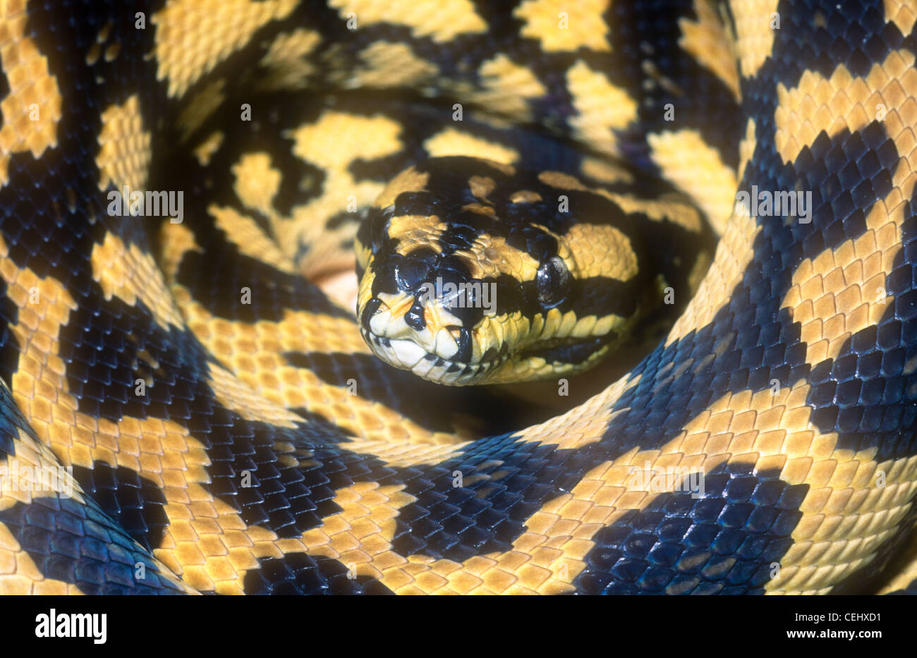 Australische Teppich Python, Queensland Form, Morelia Spilota Cheynei, manchmal bekannt als der Dschungel Teppich python Stockfoto