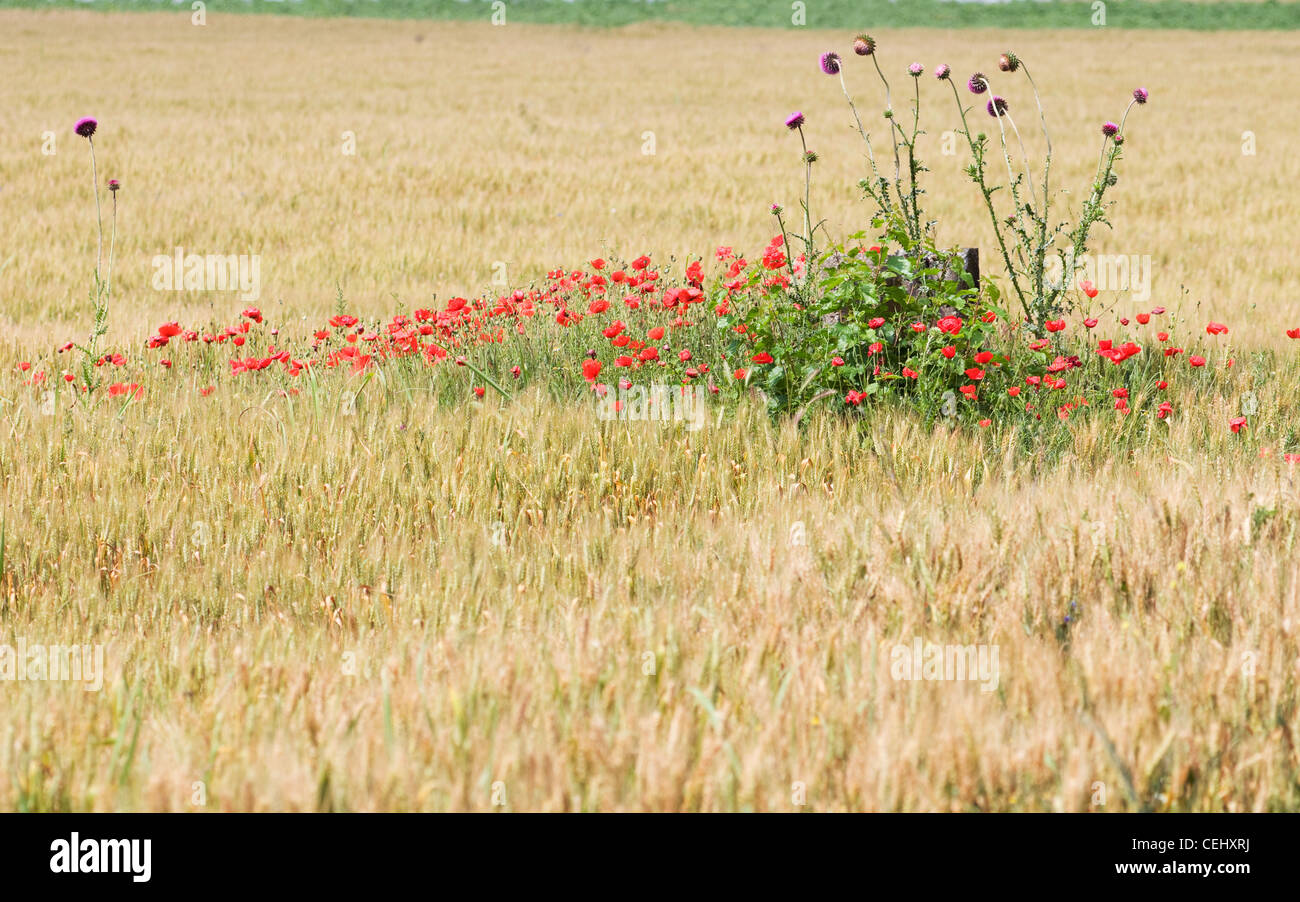 Mohnblumen in einem Feld, Rumänien Stockfoto