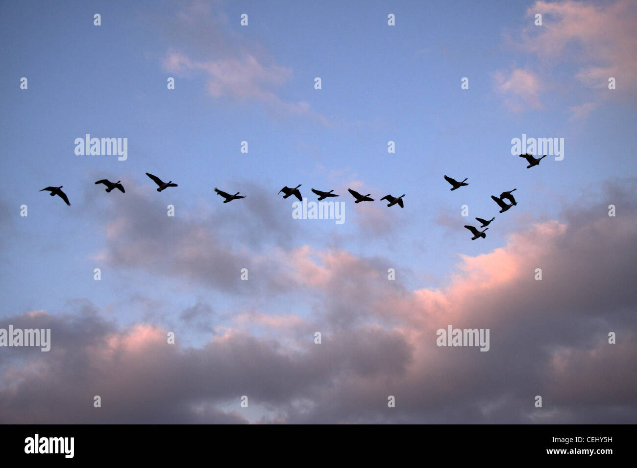 Eine Herde von Kanadagänse fliegen in V-Formation vor einem Sonnenuntergang Himmel. Vögel in v-Formation bei Sonnenuntergang. Stockfoto