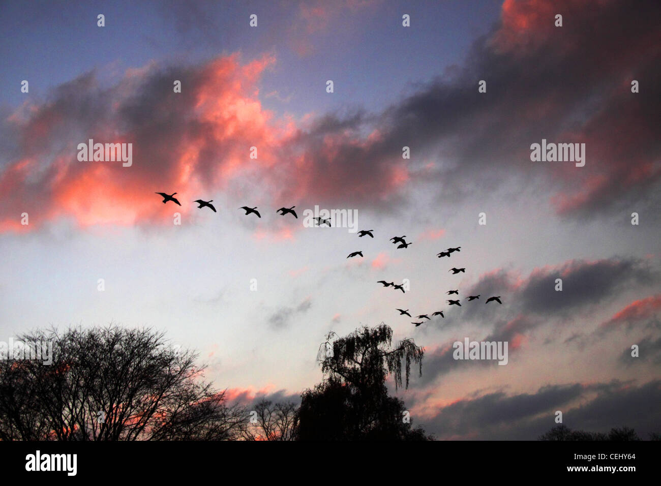 Eine Herde von Kanadagänse fliegen in V-Formation vor einem Sonnenuntergang Himmel. Vögel in v-Formation bei Sonnenuntergang. Stockfoto