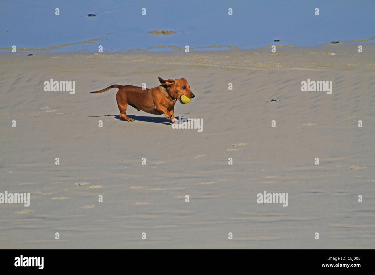 Ein Dackel (Wurst Hund) beim Spielen mit einem Tennisball mit seinem Inhaber in Milnerton Beach in der Nähe von Kapstadt holen. Stockfoto