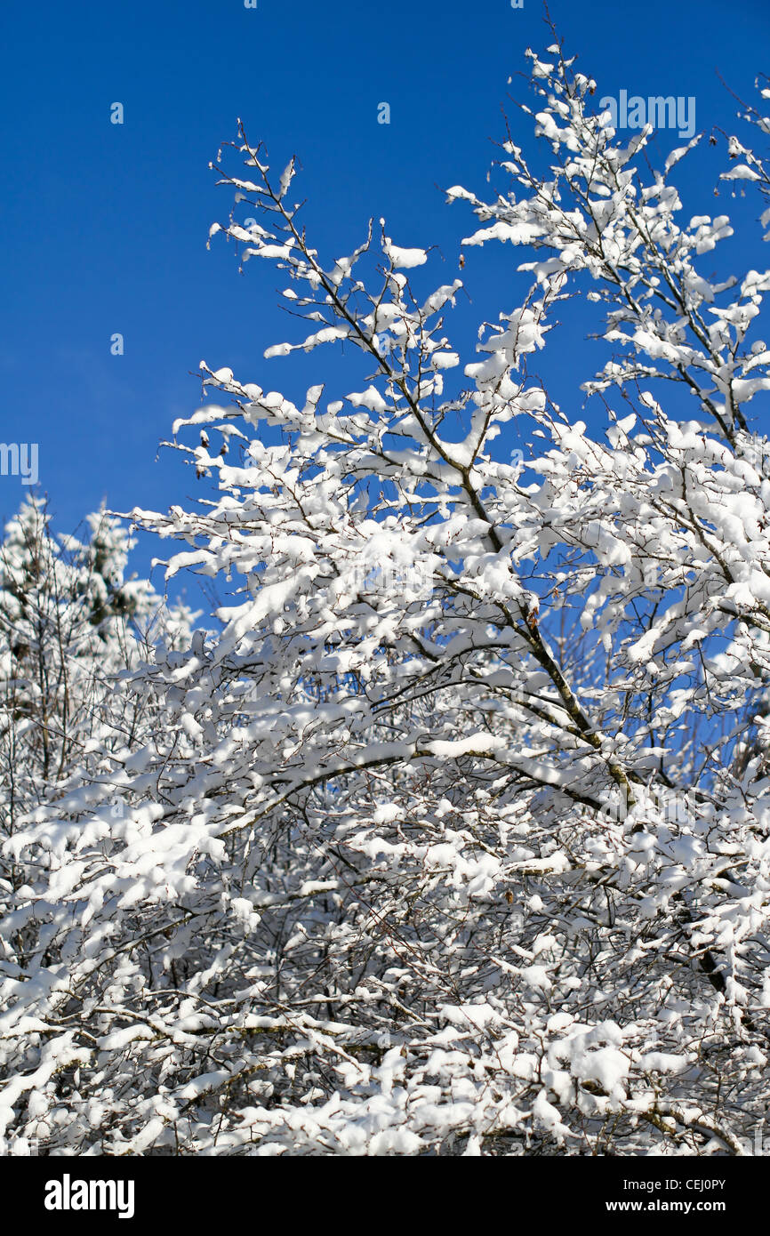 Blick auf verschneite Bäume im Schwarzwald, Deutschland. Stockfoto