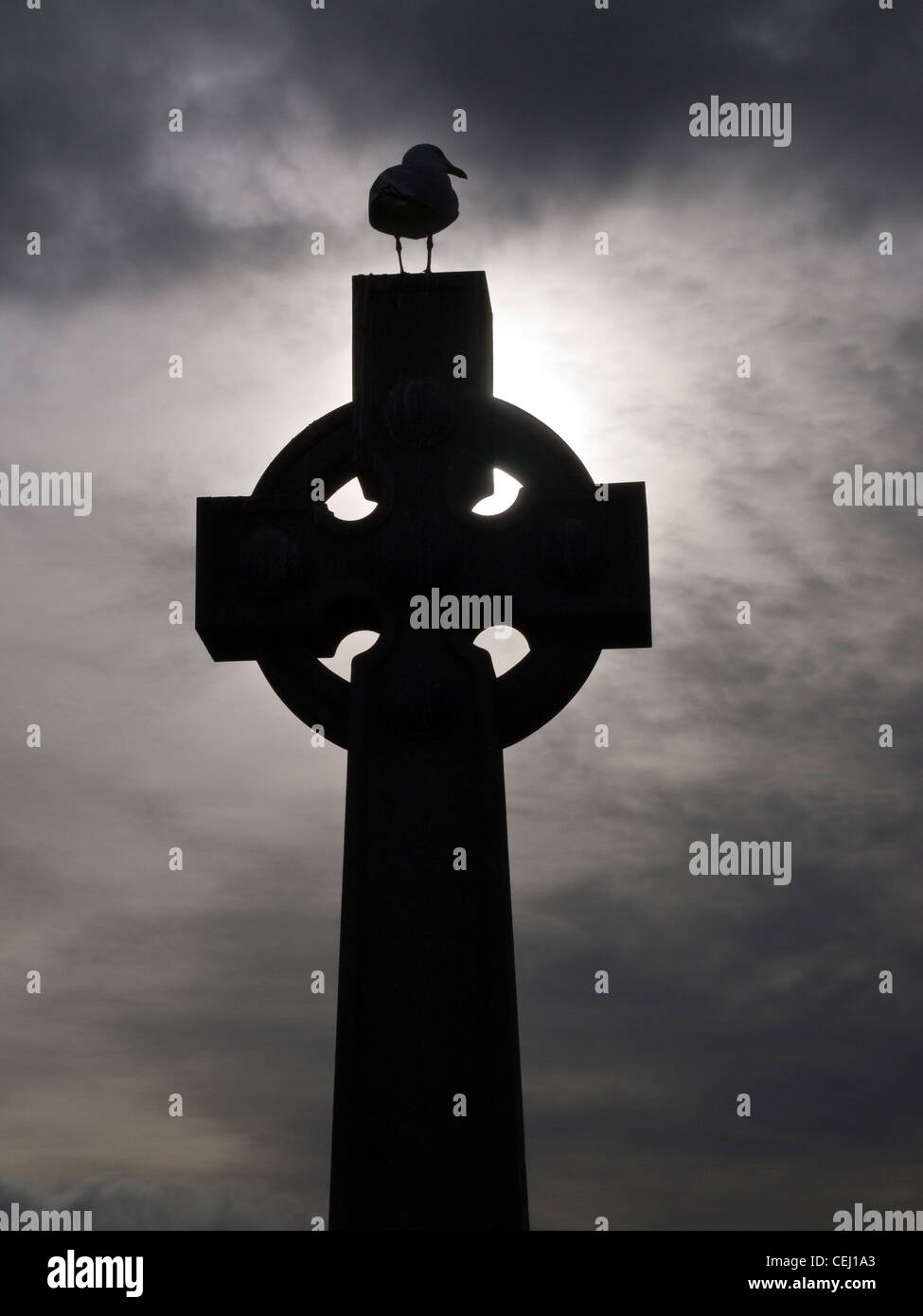 Möwe auf Celtic Cross, Schottland Stockfoto