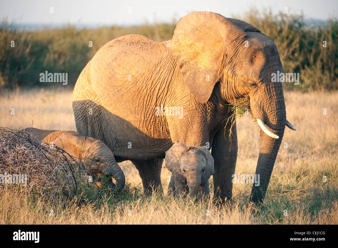 Elefanten-Kuh mit Kälber, Madikwe Game Lodge, North West Province Stockfoto