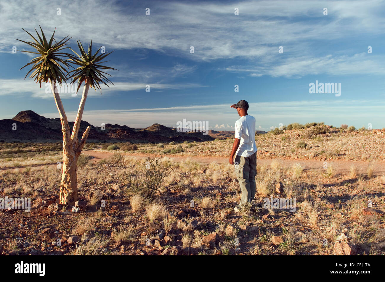 Menschen betrachten mit Kokerboom oder Köcherbaum, Augrabies National Park, Augrabies, Northern Cape Stockfoto