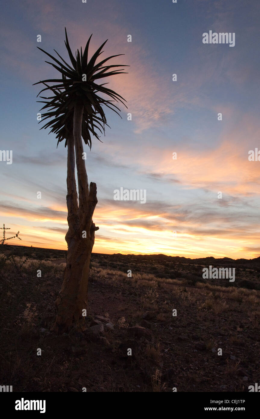 Kokerboom oder Köcherbaum bei Sonnenuntergang, Augrabies National Park, Augrabies, Northern Cape Stockfoto