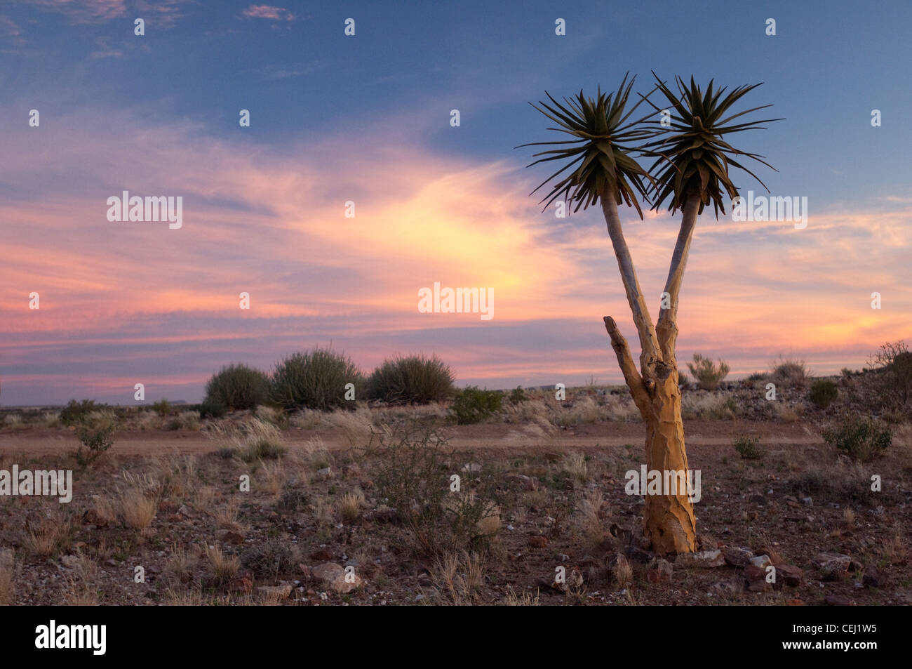 Kokerboom oder Köcherbaum bei Sonnenuntergang, Augrabies National Park, Augrabies, Northern Cape Stockfoto