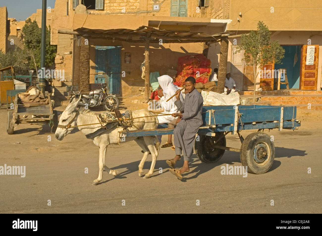 Nordafrika, Ägypten, Oase Siwa, Schali, junge treibende Esel und Wagen auf der Hauptstraße Stockfoto