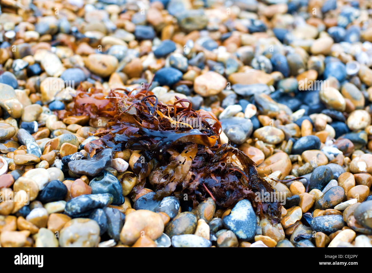 Algen auf einem Kieselstrand, Brighton und Hove, England Stockfoto