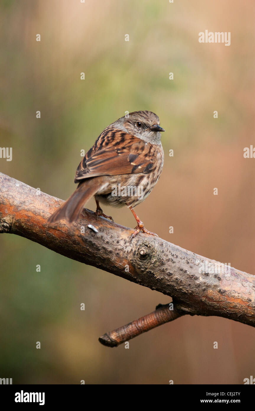 Heckenbraunelle Prunella Modularis Singvögel, Passeriforms grau Songbird Vogel beobachtet verbreitet Woodland Büsche Stockfoto