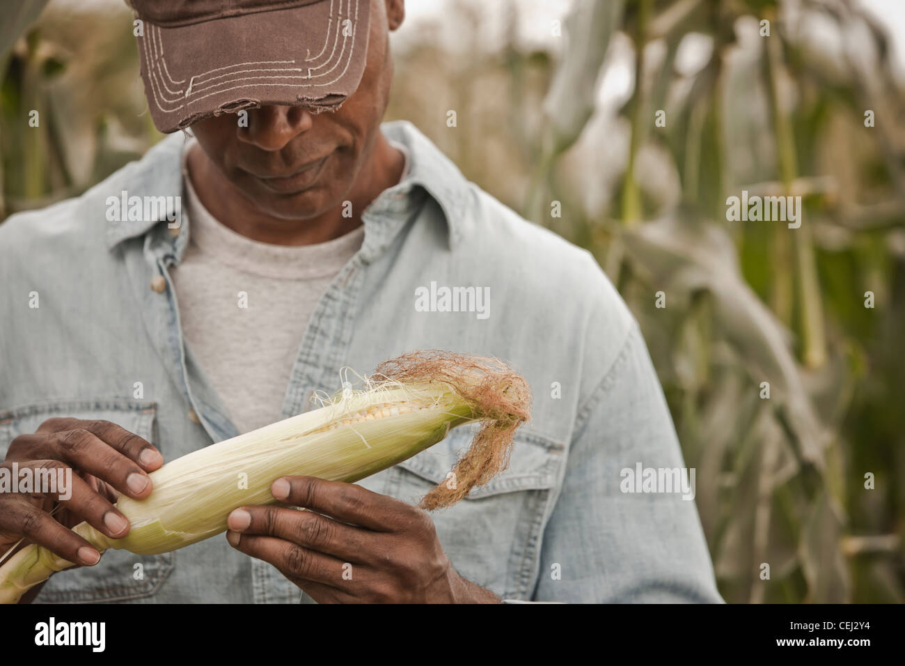 African American Farmer tendenziell Maisernte Stockfoto