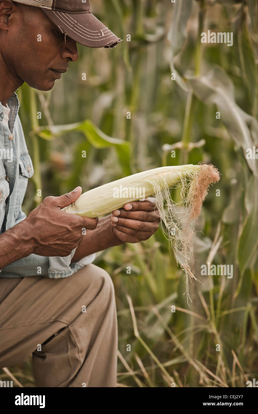 African American Farmer tendenziell Maisernte Stockfoto