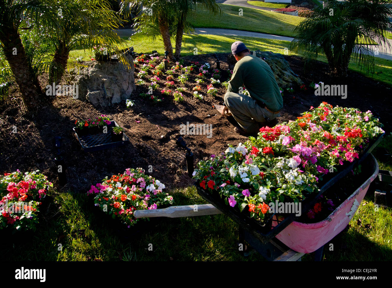 Im hellen Morgenlicht Pflanzen Hispanic Gärtner eine Schubkarre voller Blumen in einem vorstädtischen Laguna Niguel, CA Stockfoto