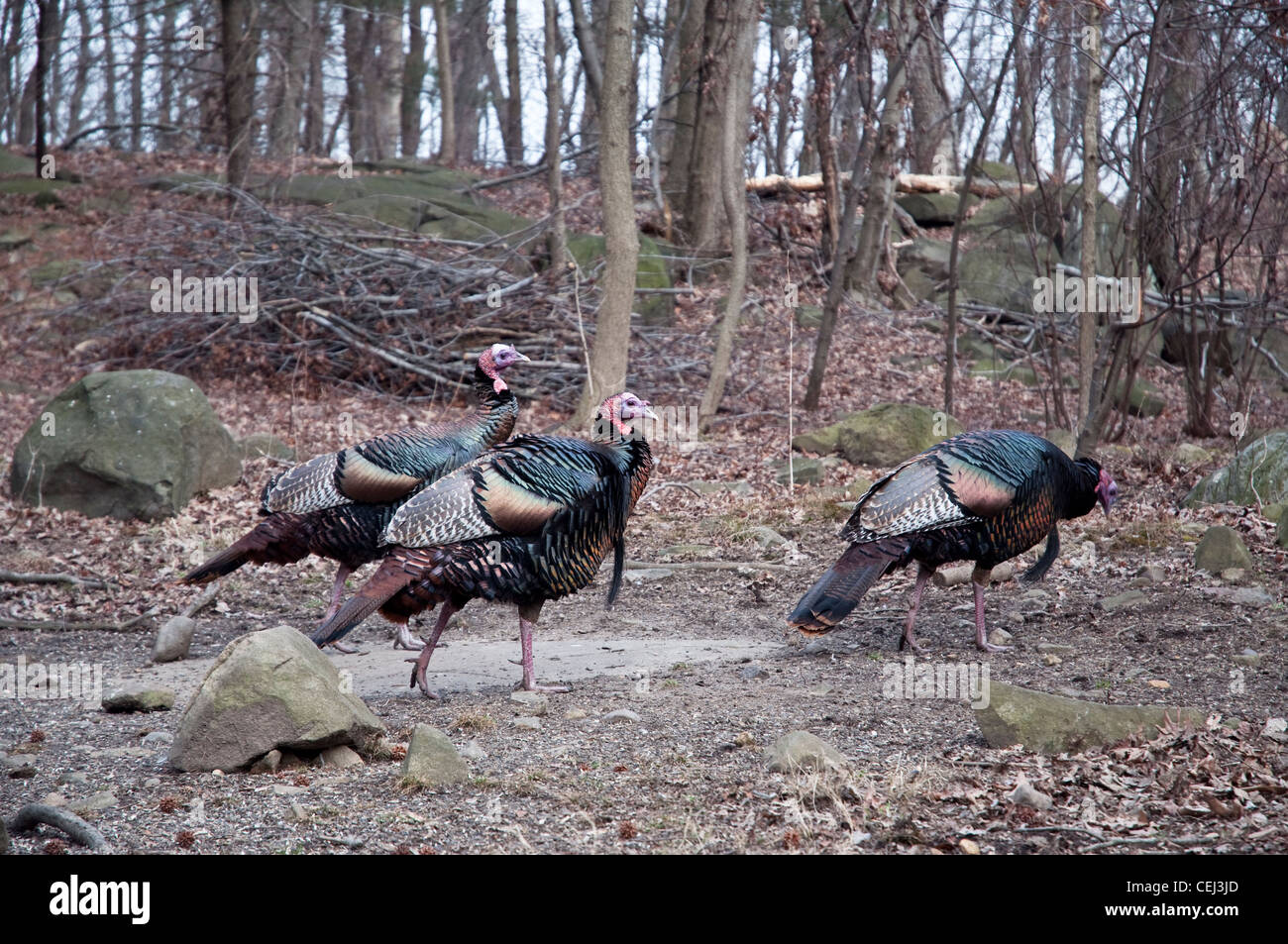 Drei männliche wilde Truthähne an herumzigeunern Greenbrook Heiligtum, Teil des Vereins Palisades Natur, im alpinen, NJ, USA. Stockfoto