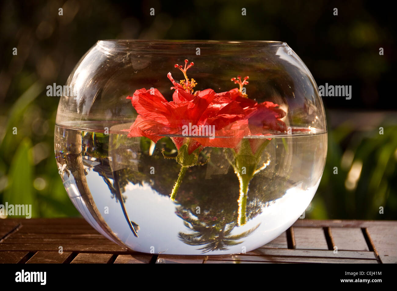Hibiskusblüte schweben in einer Runde vase Stockfoto