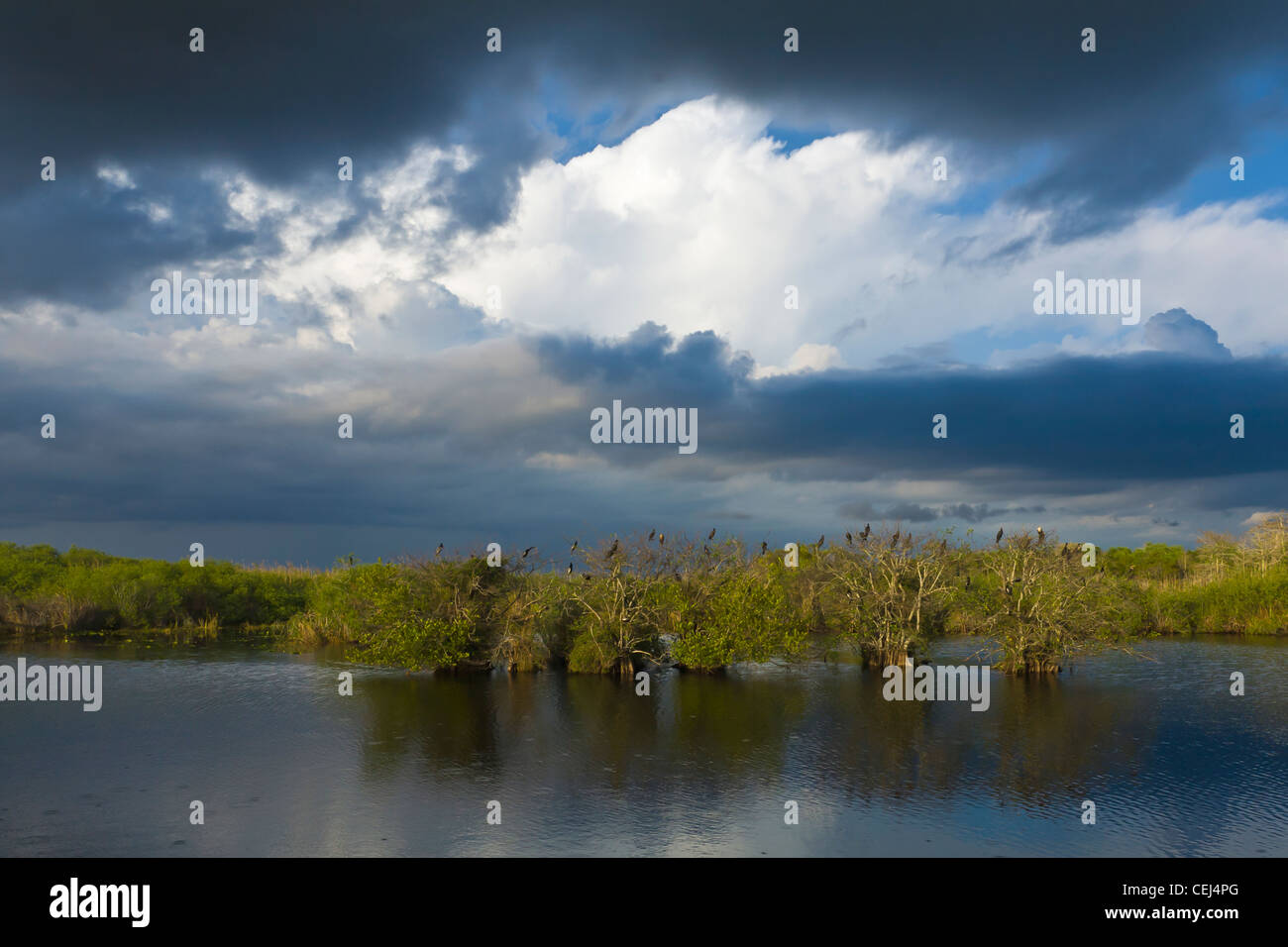 Große Wolken über der Anhinga Trail im Bereich Königspalmen Florida Everglades Nationalpark Stockfoto