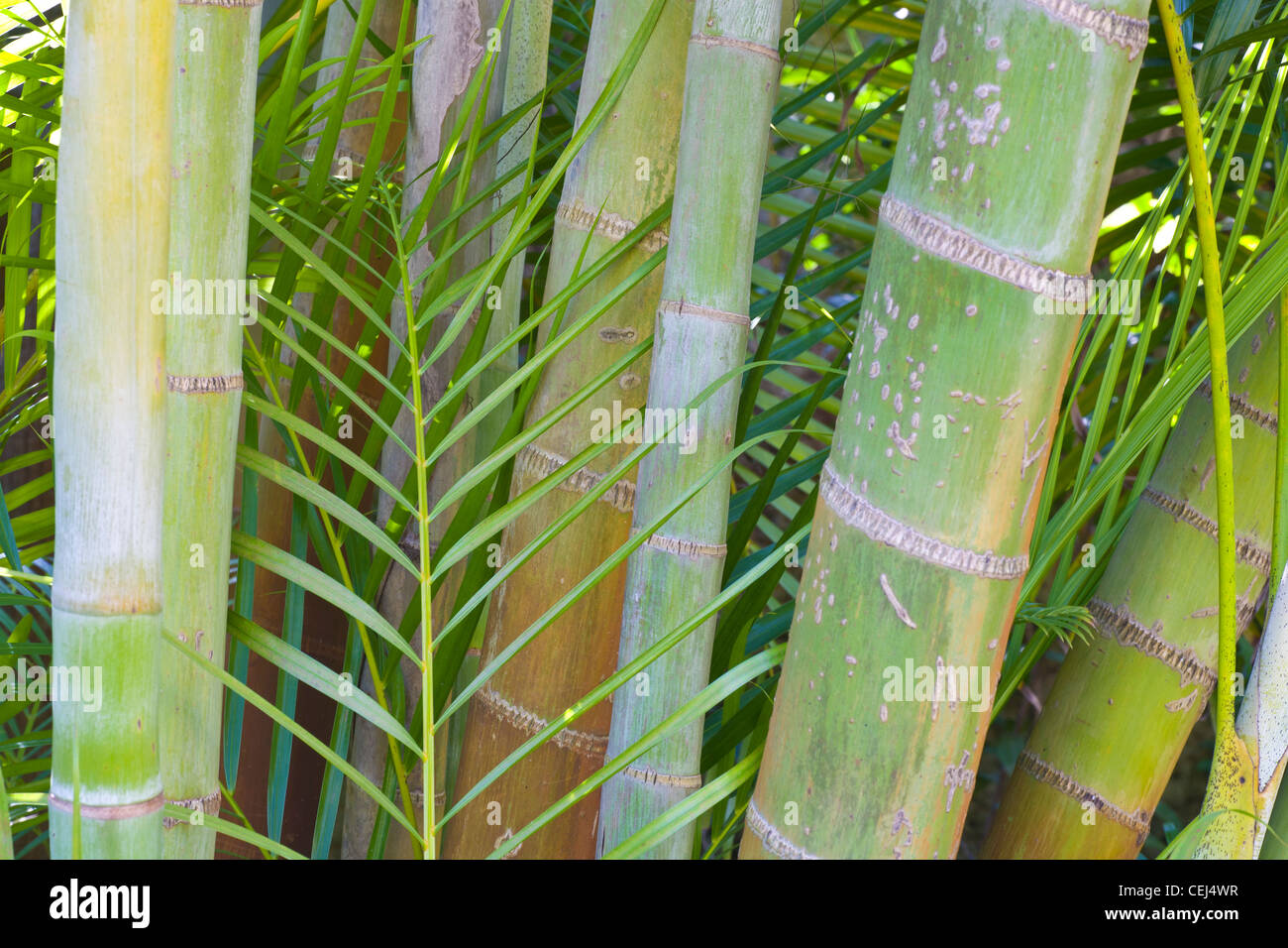 Bambusartige Stiele Stockfotos und -bilder Kaufen - Alamy