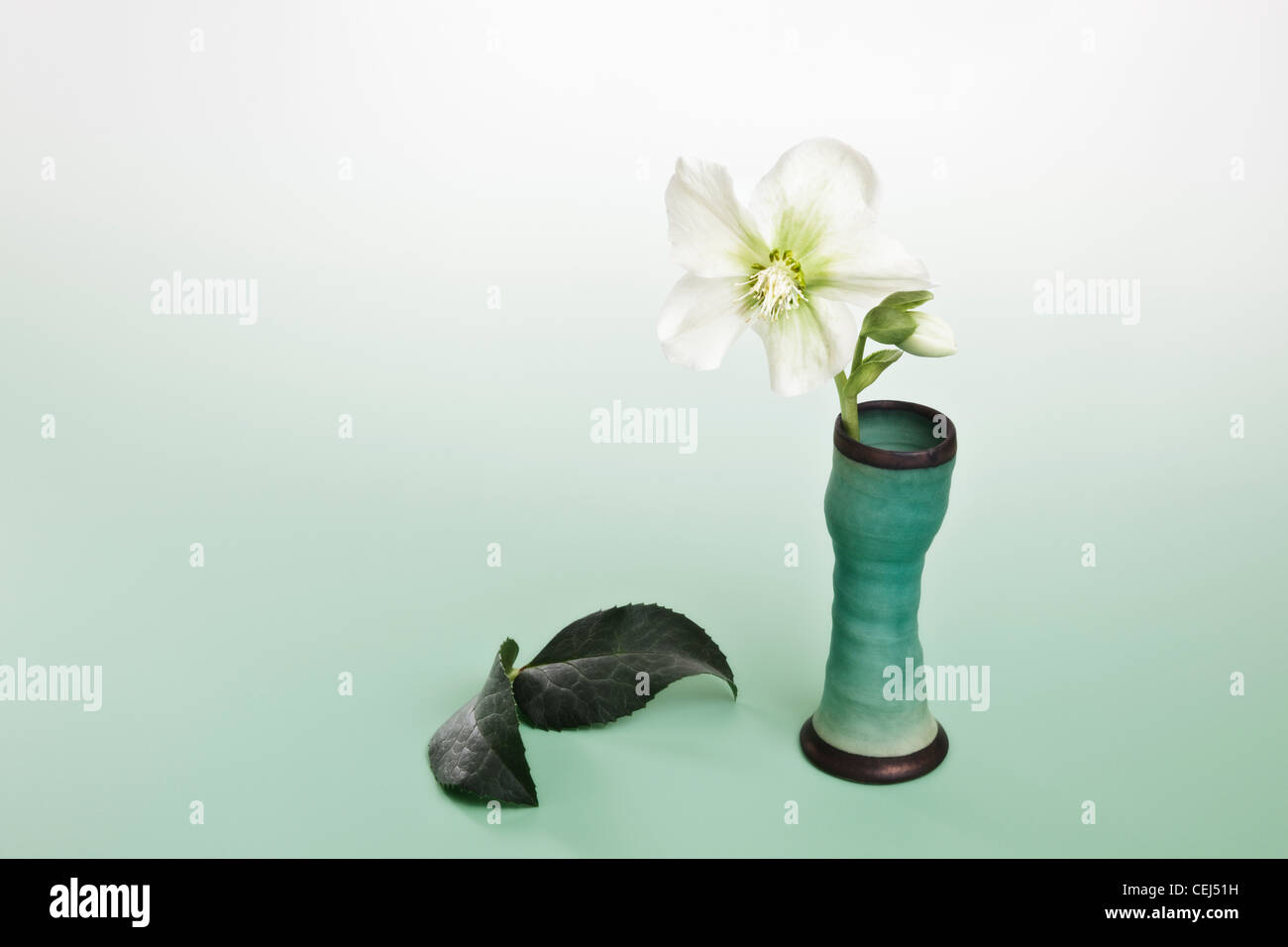 Nieswurzblumen Stockfotos Und Bilder Kaufen Alamy