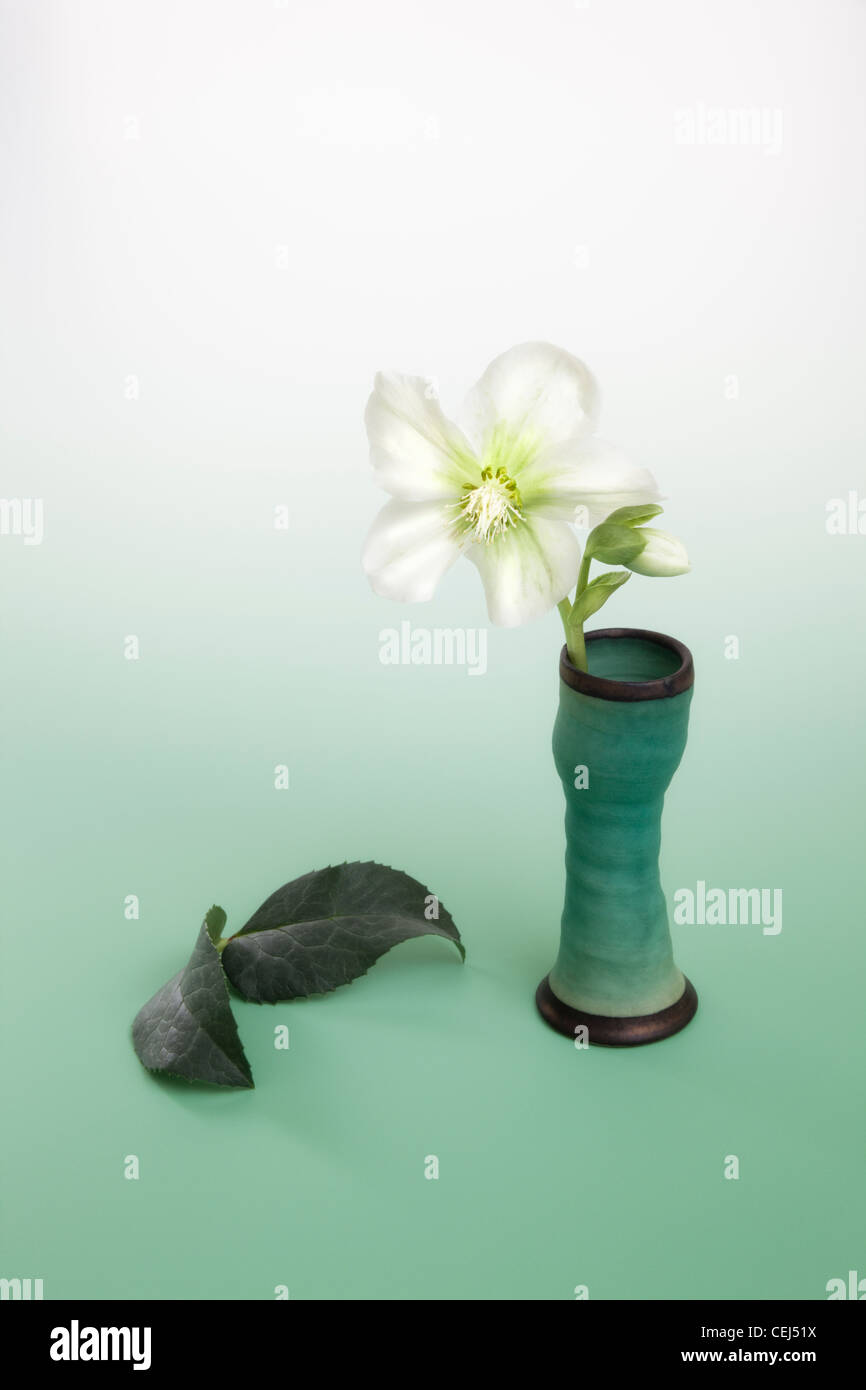 Weiße Helleborus orientalis in Grün handgefertigte Vase Stockfoto