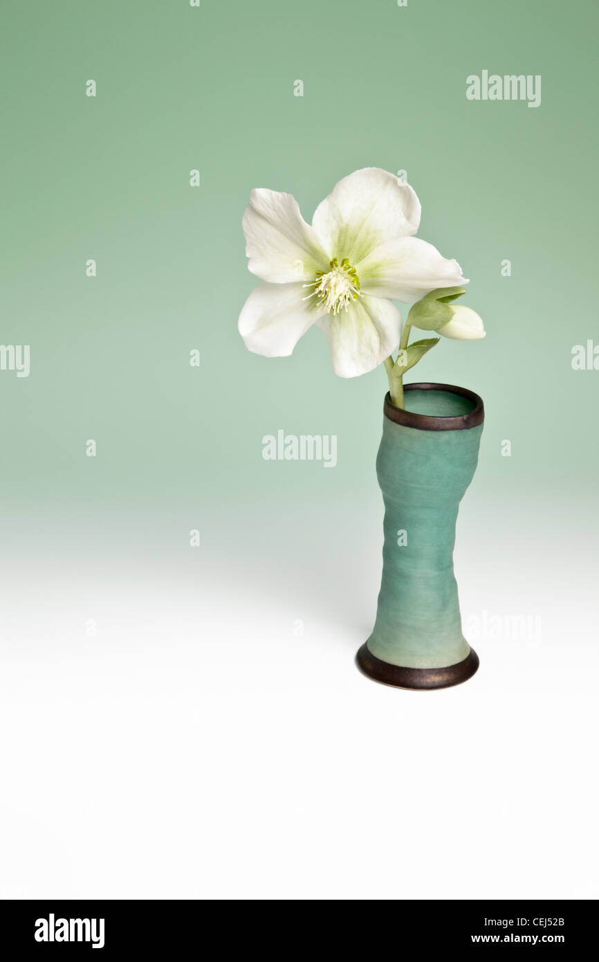 Helleborus orientalis, stieg in der Fastenzeit grüne Vase Stockfoto
