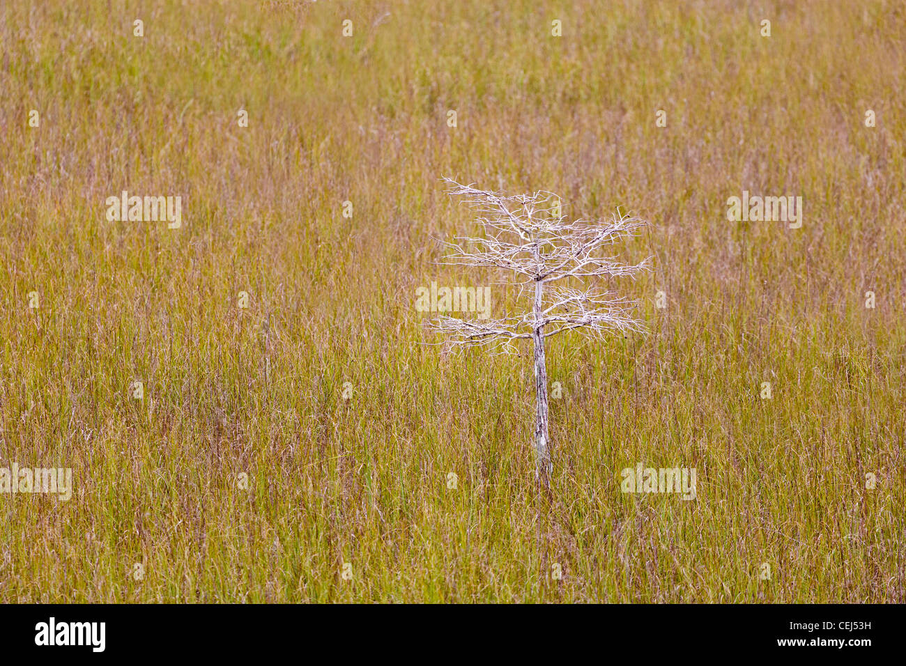 Einsamer Drawf Zypresse in Sawgrass in den Everglades National Park Florida Stockfoto