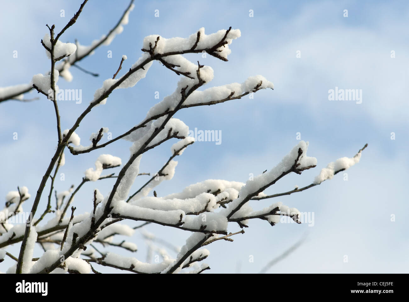 Schneebedeckte Bäume in Süd-London-UK Stockfoto