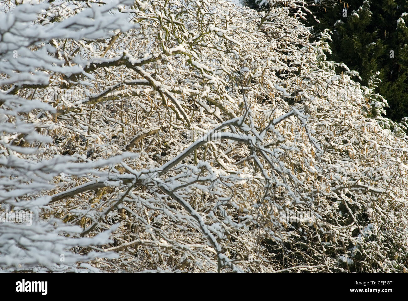 Schneebedeckte Bäume in Süd-London-UK Stockfoto
