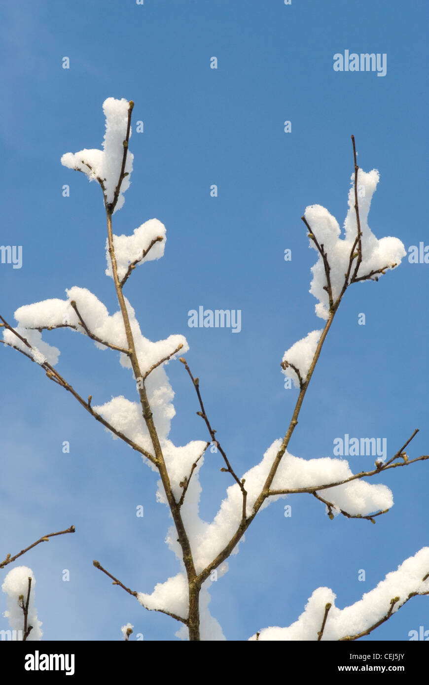 Schneebedeckte Bäume in Süd-London-UK Stockfoto