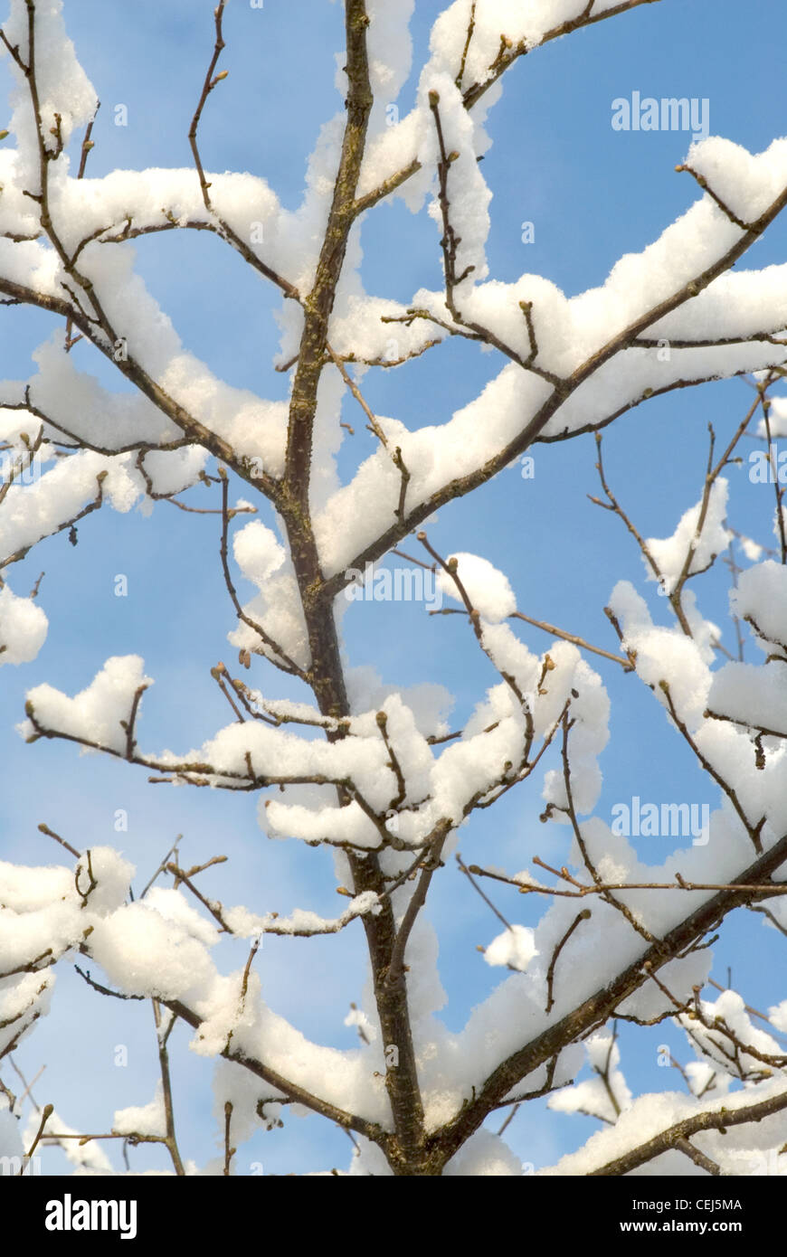Schneebedeckte Bäume in Süd-London-UK Stockfoto