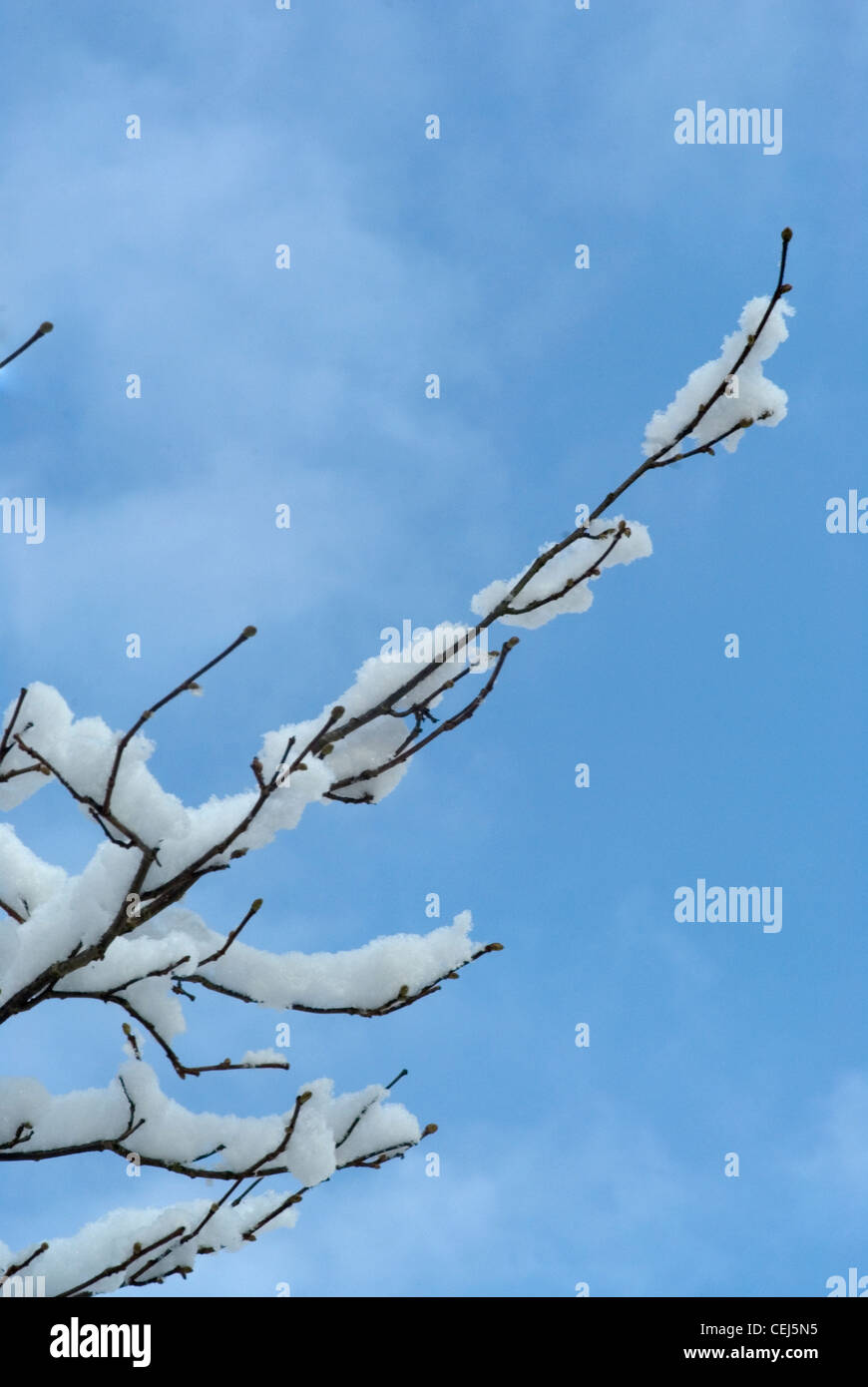 Schneebedeckte Bäume in Süd-London-UK Stockfoto